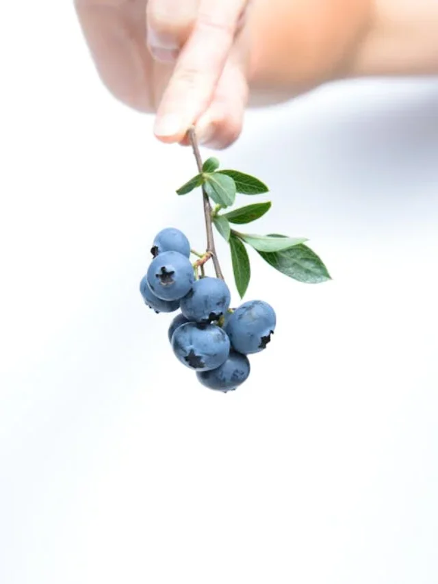 Blueberries