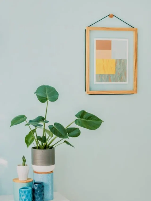 Houseplants