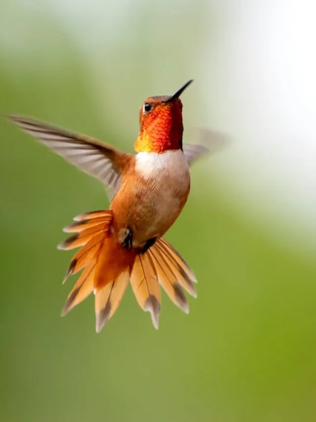 Hummingbirds