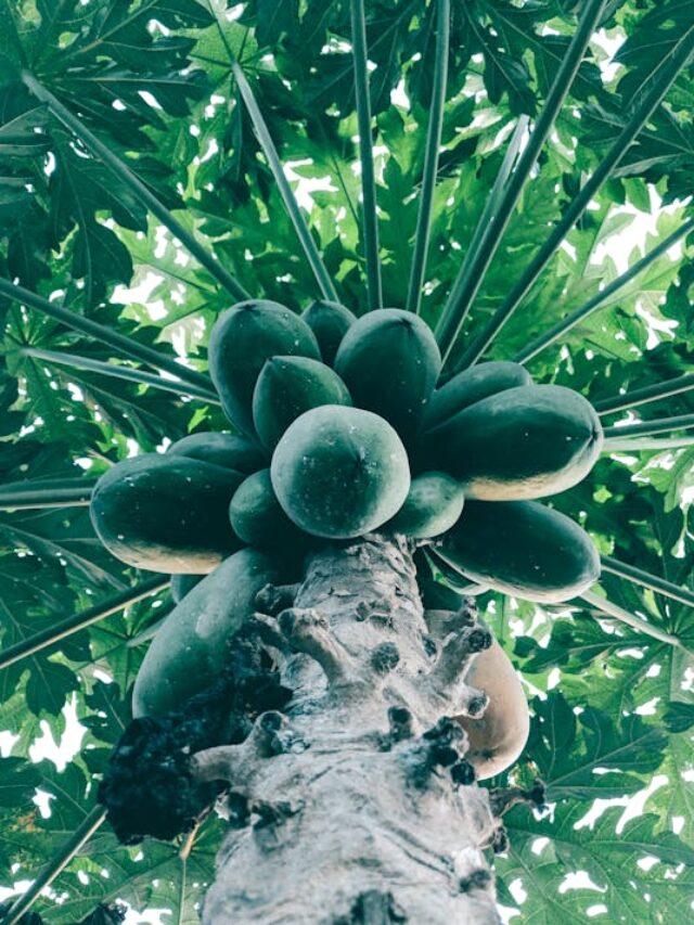 Papaya