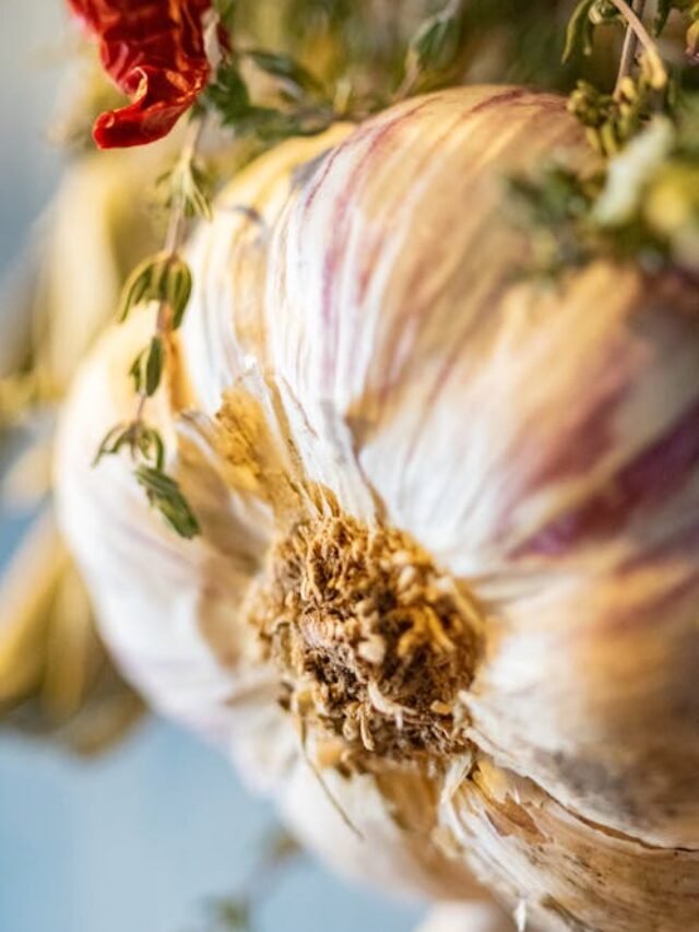 grow garlic